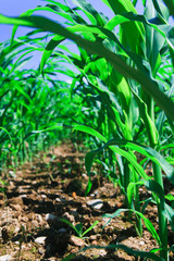 Row of corn on an agricultural field.