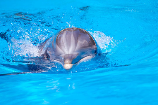 Beautiful dolphin in the water