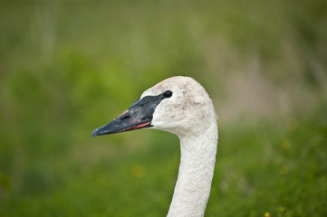 Trumpeter Swan Close-up