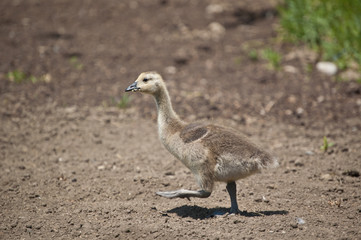 Canadian Gosling Walking in the Dirt