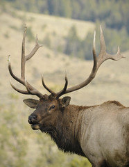Naklejka na ściany i meble Soaked Bull Elk