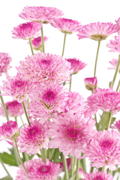 Pink chrysanthemums closeup