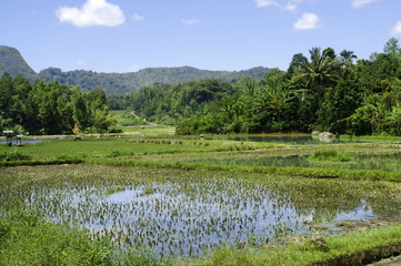 Flooded rice terrace