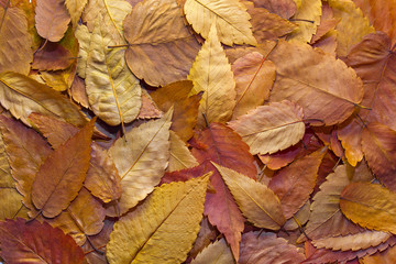 American Beech Tree Leaves Background