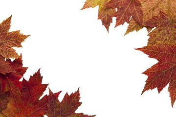 Red Autumn Maple Leaves Background 3