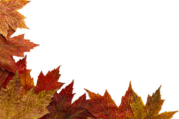 Red Autumn Maple Leaves Background 2