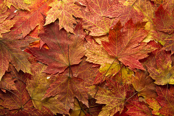 Naklejka na ściany i meble Red Autumn Maple Leaves Background