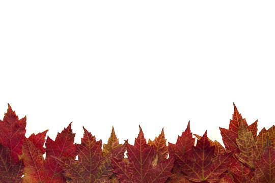 Red Autumn Maple Leaves Background 4