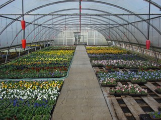 winter pansies