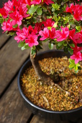 azalea bonsai