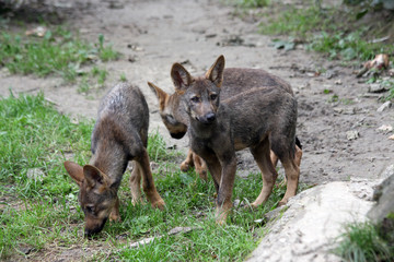 iberian wolf puppies