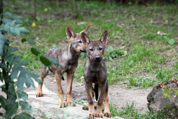 iberian wolf pups