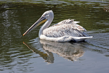 White Pelican reflection in the water