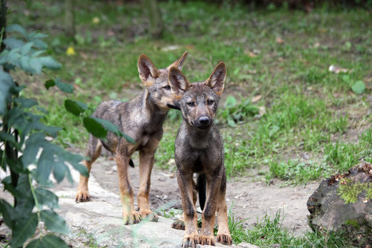 Fototapeta iberian wolf pups