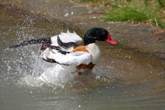 shell Duck