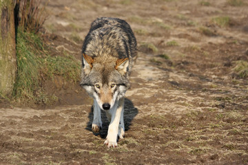 european female wolf