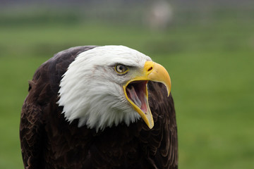 american fish eagle screaming
