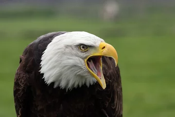 Crédence de cuisine en verre imprimé Aigle american fish eagle screaming
