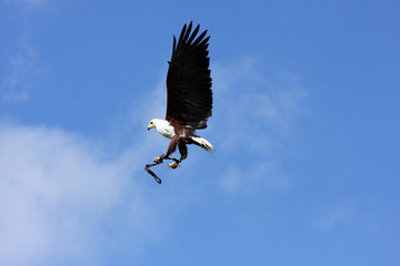 african fish eagle in the sky