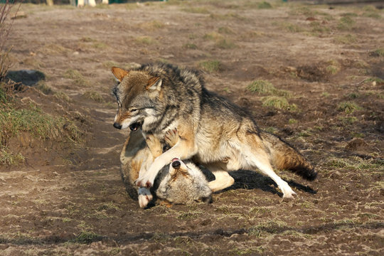fighting european wolves