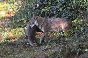 Wolf mit Reh