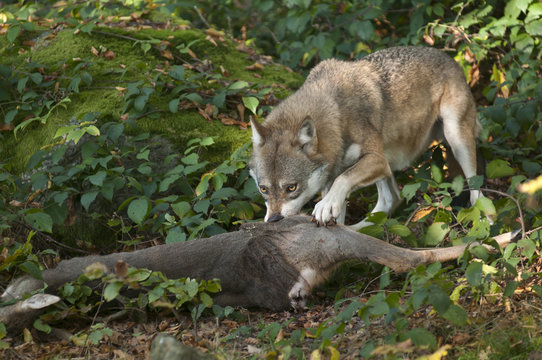 Fototapeta Wolf mit Reh