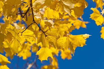Gold of autumn