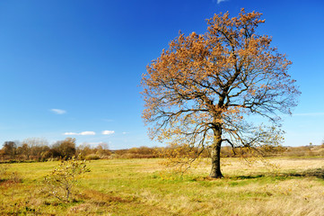 Lonely autumn oak tree