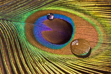 Drops on peacock's feather