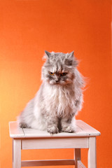 Fototapeta premium Perserkater