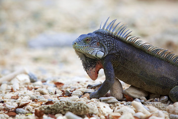 Fototapeta premium Iguana on Port Marie beach on Curacao