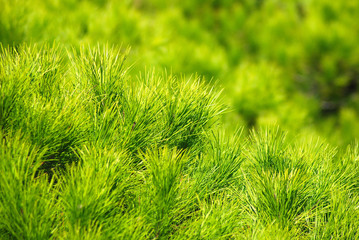 PINUS PINEA, PINO PIÑONERO. ACÍCULAS  O AGUJAS