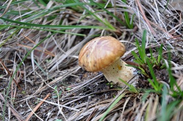 champignon