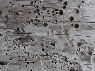 Holzwurm altes Holz Hintergrund