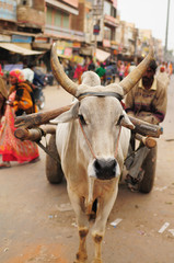 charrette tir&eacute;e par un buffle