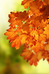Naklejka na ściany i meble Abstract autumn maple branch