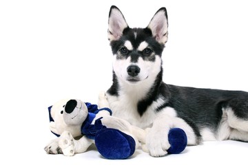 Siberian Husky Welpe mit Teddy