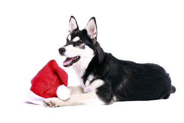 Siberian Husky Welpe & Nikolaus Mütze