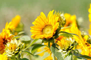 Sunflowers in field