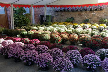 étalage de chysanthèmes