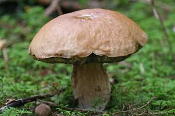 Steinpilz - Boletus edulis