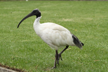 Obraz na płótnie Canvas australian white ibis