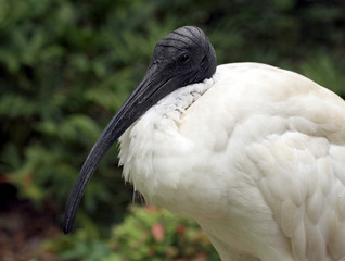 ibis blanc