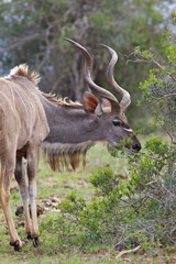 Obraz na płótnie Canvas Kudu Bull
