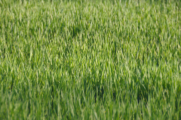 Grass background
