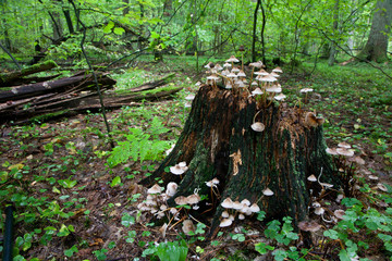 Old stump with autumnal bunch of fungus