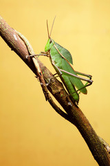 grashopper insect of tropical forest orange yellow background wi