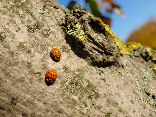 Ladybugs