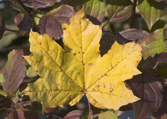 Leaf in Autumn Colors