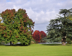 Autumn Colours in an English Park